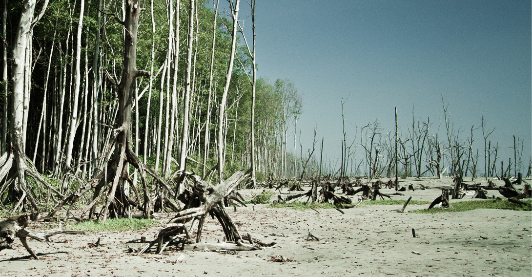 destrucción del mangle salvadoreño
