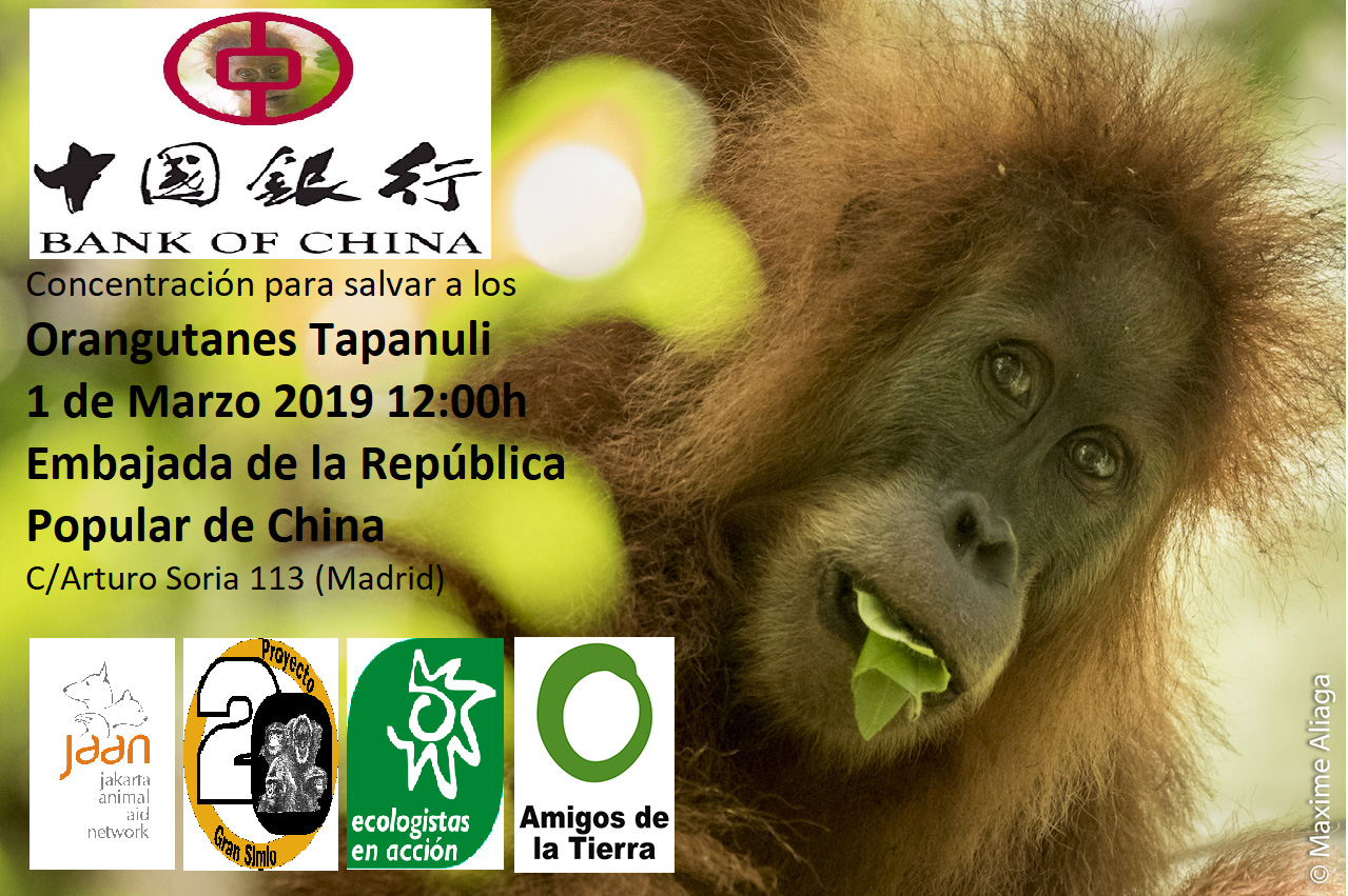 Ir a Madrid: STOP Represa de Batang Toru y salvar los orangután Tapanuli