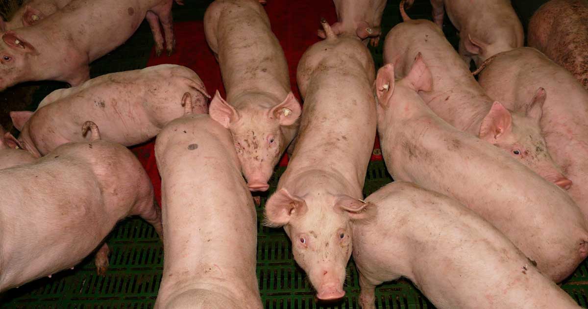 Ir a Organizaciones ecologistas y población afectada por la ganadería industrial porcina rechazamos la nueva legislación para su regulación