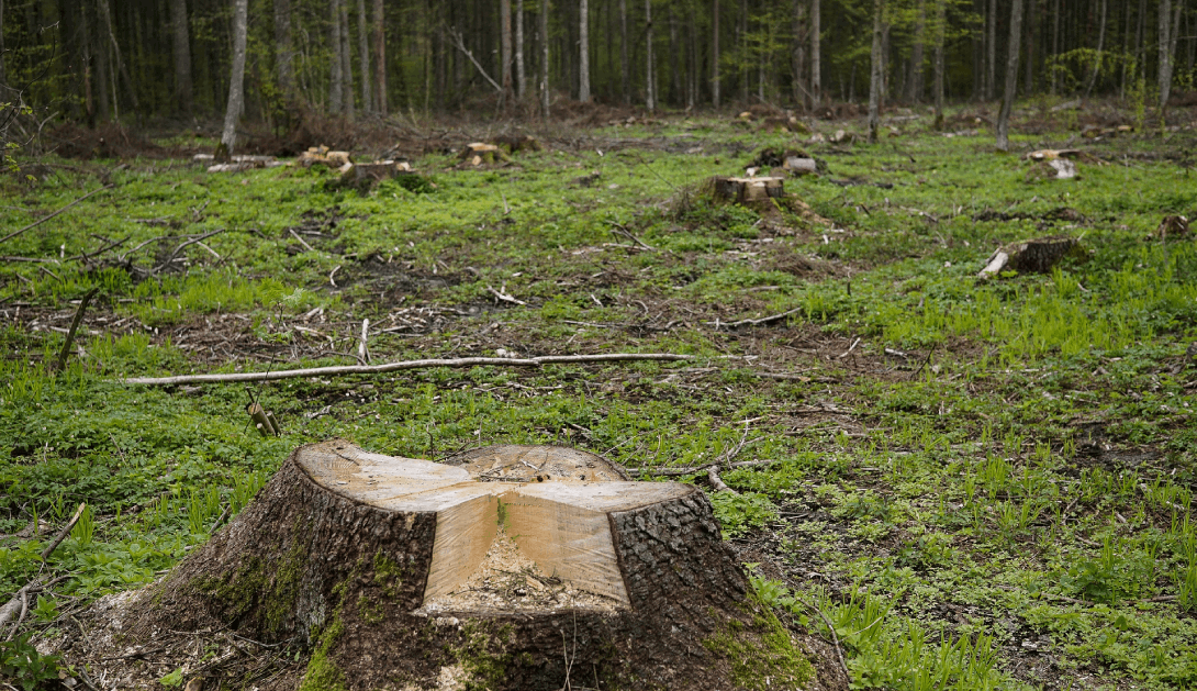 Ir a La ley de lucha contra la deforestación en la UE supone un primer paso en la buena dirección