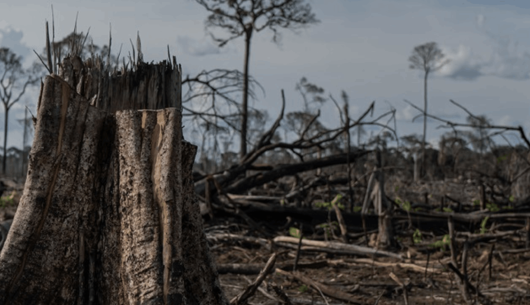 Ir a El 74% de las emisiones en Brasil proviene de la deforestación ocasionada por la agroindustria y agravada por los tratados de comercio